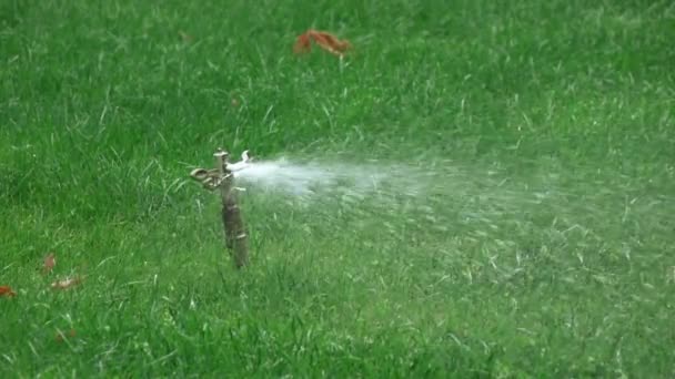 Sprinkler bevattning i park — Stockvideo