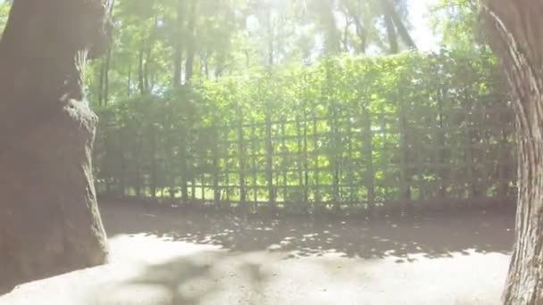 Grüne Zimmer Sommergarten — Stockvideo