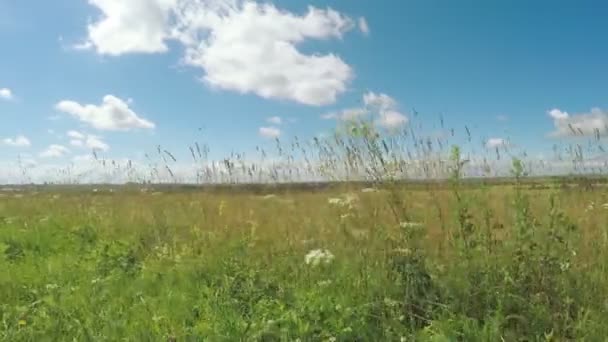Hierba del prado en las afueras de la ciudad — Vídeo de stock