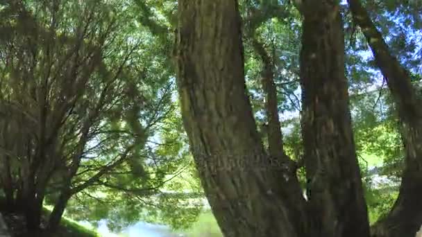 Cesta mezi borovicemi v parku — Stock video