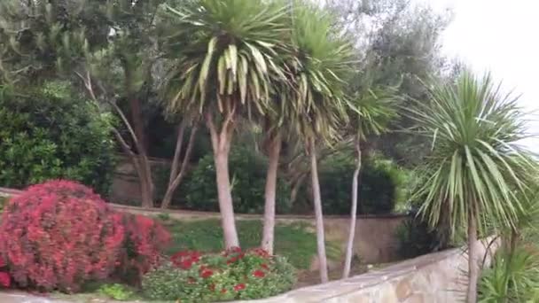 Ogrody kwiatowe z palmami — Wideo stockowe