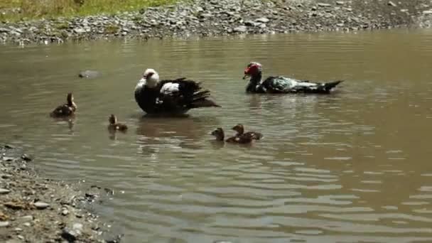 Wildenten im Teich — Stockvideo