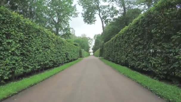 Peterhof parkta sokakta — Stok video