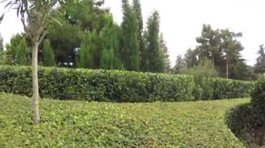 Dekoratif çalılar Park