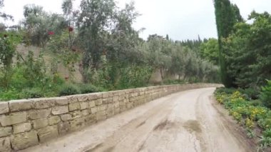 Olive grove Güllü