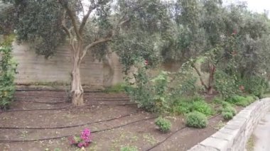 Olive grove Güllü