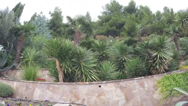 Ogrody kwiatowe z palmami — Wideo stockowe