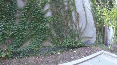 Bahçenizi palmiye ağaçları ile