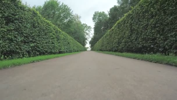 Callejón en el Parque en Peterhof — Vídeos de Stock