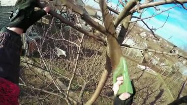 Budama ağaçları kış