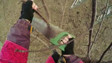 Budama ağaçları kış