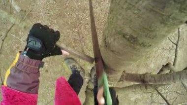 Budama ağaçları kış