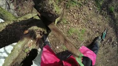 Budama ağaçları kış