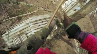 Budama ağaçları kış