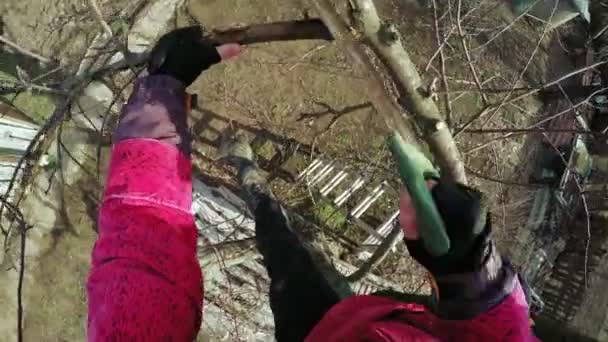 Pruning trees winter — Stock Video