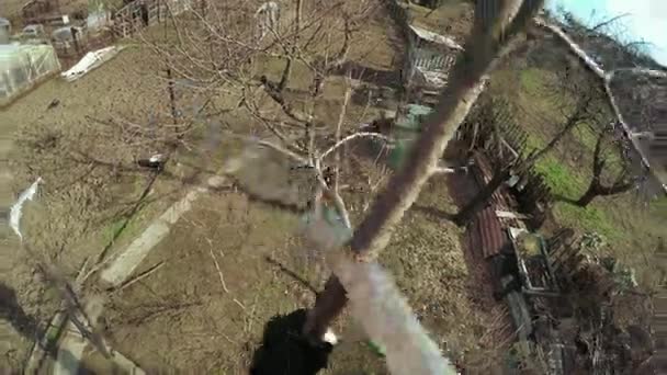 Poda de árboles invierno — Vídeos de Stock