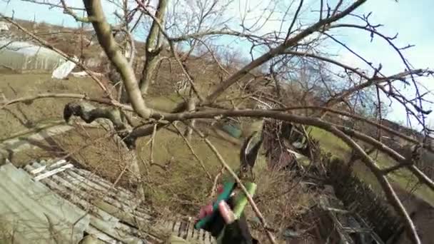 Metszés a fák téli — Stock videók