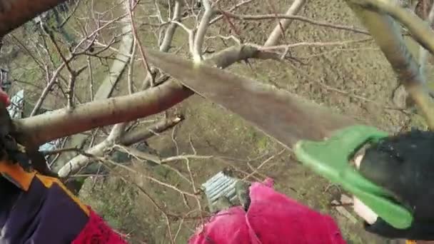 Przycinanie drzew zimą — Wideo stockowe