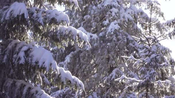 Zasněžené smrky a padající sníh — Stock video