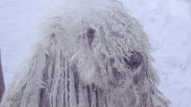Komondor Macar çoban köpeği