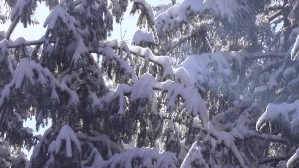 Épinette enneigée et neige tombante — Video