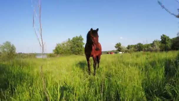 Braunes Pferd auf der Weide — Stockvideo