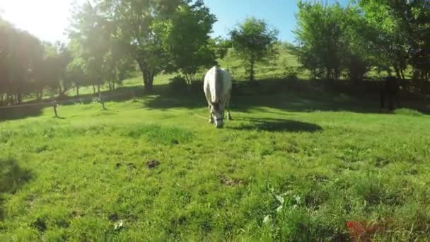 Weiße Pferde auf der Weide — Stockvideo