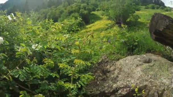 Caminho em prados alpinos — Vídeo de Stock