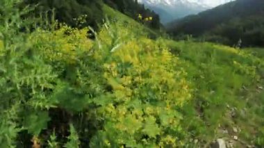 Alpine meadows yolundaki