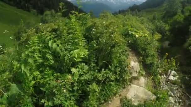 Camino en prados alpinos — Vídeo de stock