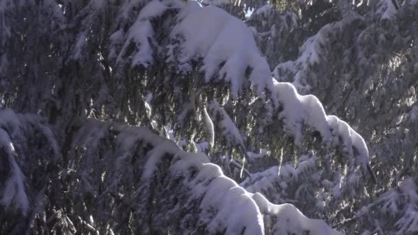 Épinette enneigée et neige tombante — Video