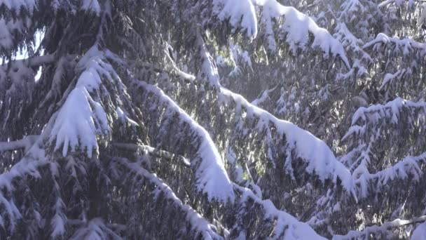 冰雪覆盖的云杉和落雪 — 图库视频影像