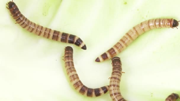 Zofobas larvae on cabbage — Stock Video