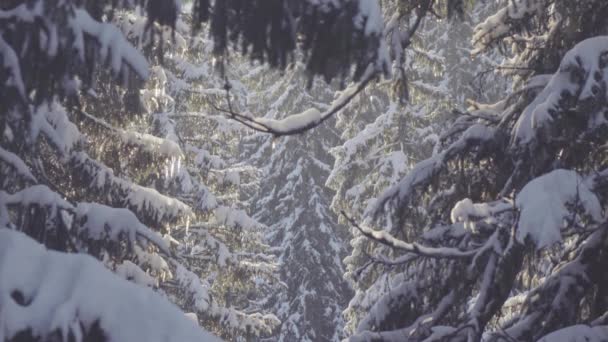 Besneeuwde Spar en vallende sneeuw — Stockvideo