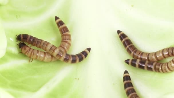 Larvas de Zofobas em repolho — Vídeo de Stock