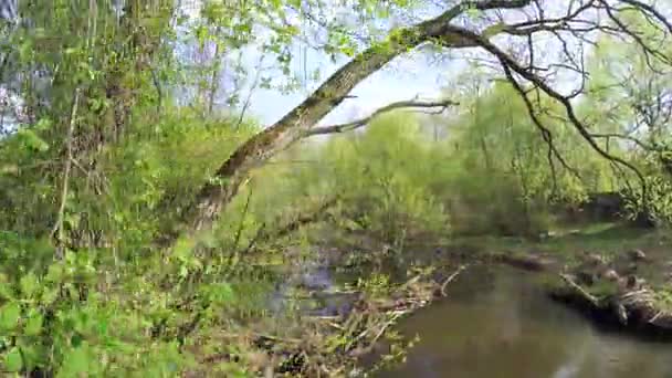 Presa en el pequeño río — Vídeo de stock