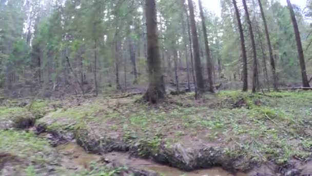 Forêt printanière avec brise-vent — Video