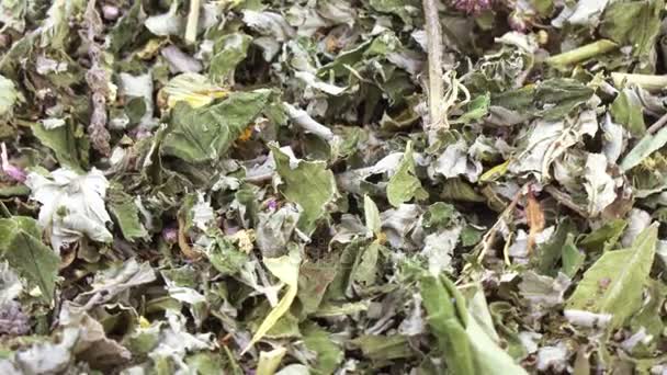 Té de hierbas Cárpatos — Vídeos de Stock