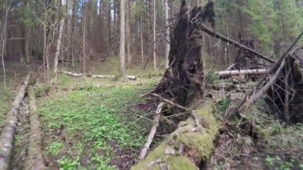 Floresta de primavera com um windbreak — Vídeo de Stock
