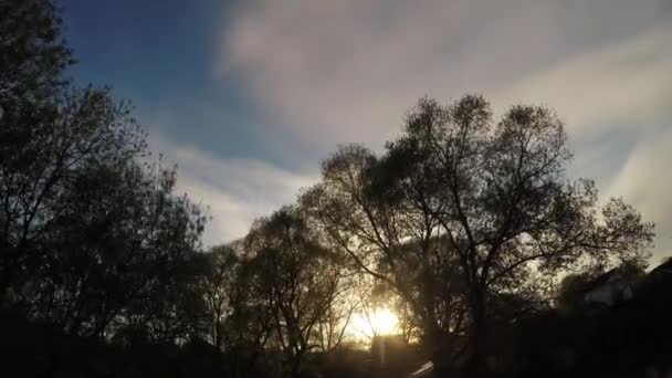 Sunset sun in the branches of trees — Stock Video