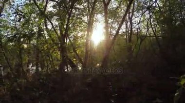 Gün batımında bahar orman