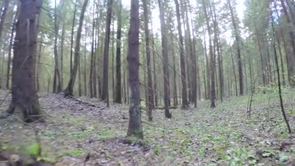 Άνοιξη δάσος με ένας ανεμοφράχτης — Αρχείο Βίντεο