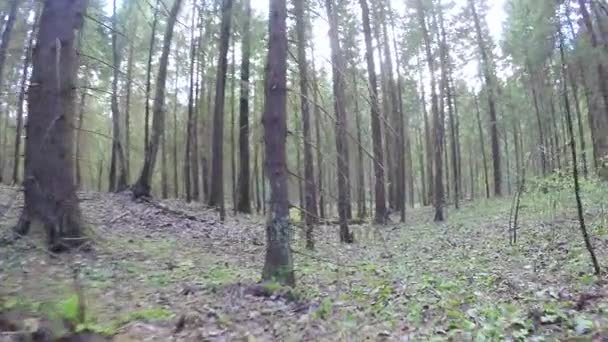 Forêt printanière avec brise-vent 
