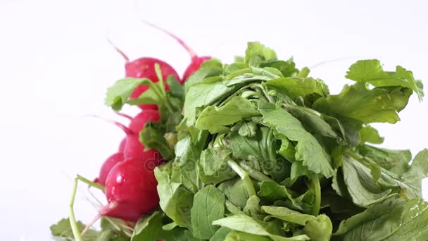 Radish with leaves — Stock Video
