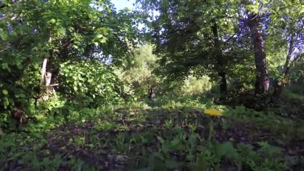 Sentier dans la forêt — Video