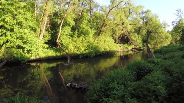 Presa en el pequeño río — Vídeos de Stock