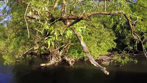 在小河上的大坝 — 图库视频影像