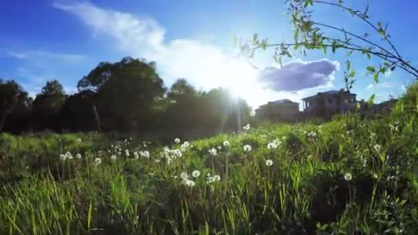 Urban lawn at sunset — Stock Video