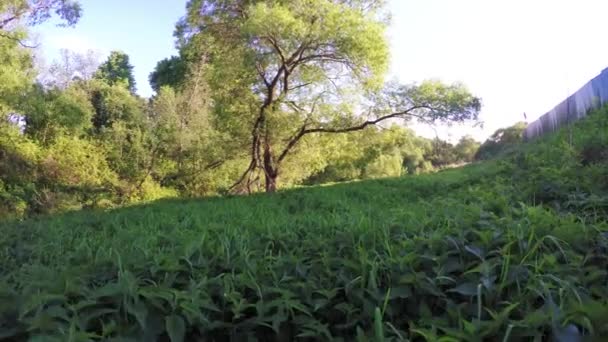 Урожай крапивы на закате — стоковое видео