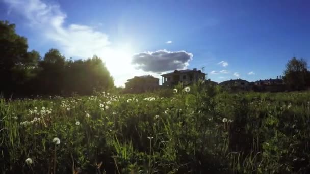 Städtischen Rasen bei Sonnenuntergang — Stockvideo